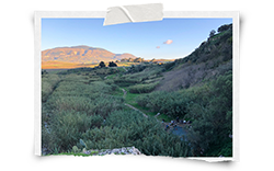 Olive grove at sunrise